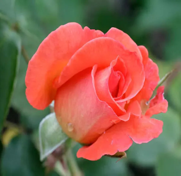 Orange Pink Rose Fragrant Flower Plant 30-60 cm Height
