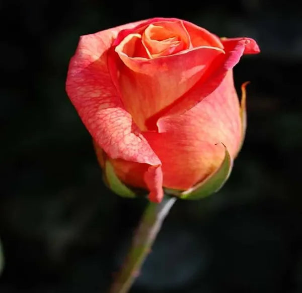 Orange Pink Rose Fragrant Flower Plant 30-60 cm Height