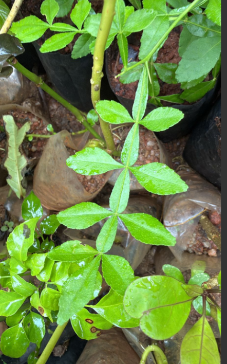 Seeds Ville 13 Leaves Raja Maha Vilvam Live Plant