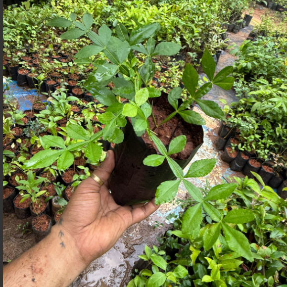 Seeds Ville 13 Leaves Raja Maha Vilvam Live Plant