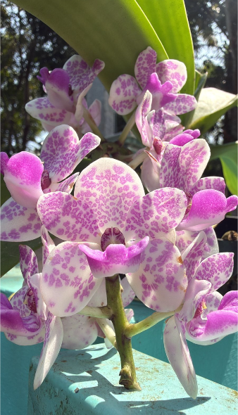 Seeds Ville White Purple Spotted Foxtail Orchid Live Plant