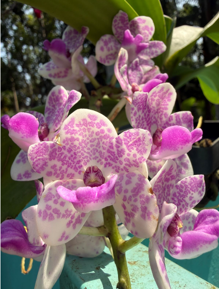 Seeds Ville White Purple Spotted Foxtail Orchid Live Plant