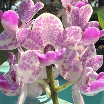 Seeds Ville White Purple Spotted Foxtail Orchid Live Plant