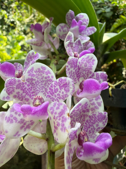 Seeds Ville White Purple Spotted Foxtail Orchid Live Plant