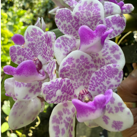 Seeds Ville White Purple Spotted Foxtail Orchid Live Plant