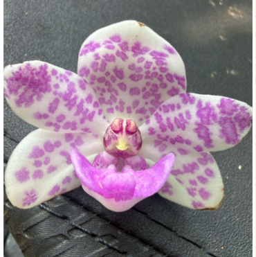 Seeds Ville White Purple Spotted Foxtail Orchid Live Plant