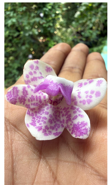 Seeds Ville White Purple Spotted Foxtail Orchid Live Plant