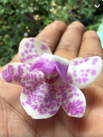 Seeds Ville White Purple Spotted Foxtail Orchid Live Plant