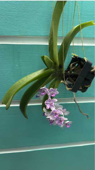 Seeds Ville White Purple Spotted Foxtail Orchid Live Plant