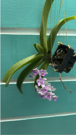 Seeds Ville White Purple Spotted Foxtail Orchid Live Plant