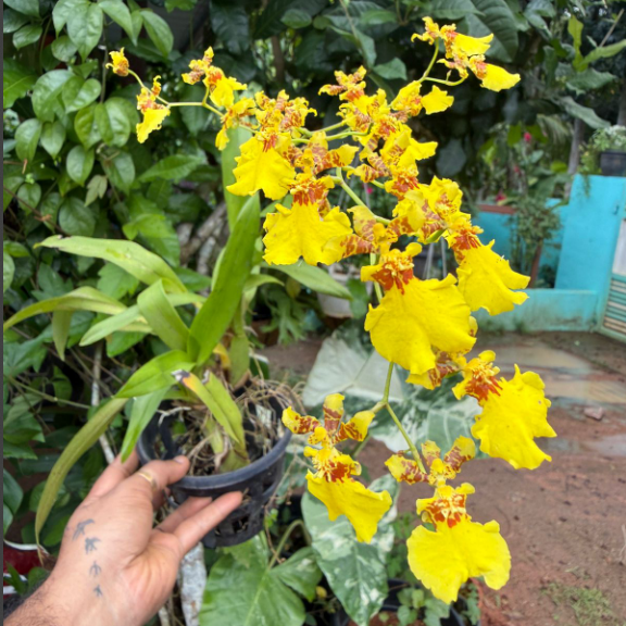Yellow Dancing Doll Orchid Hybrid Live Plant