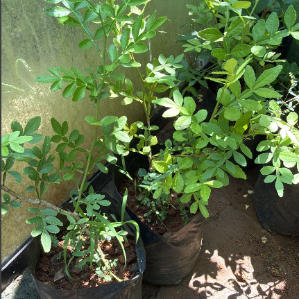 Seeds Ville 9 Leaves Maha Vilvam Bilva Live Plant