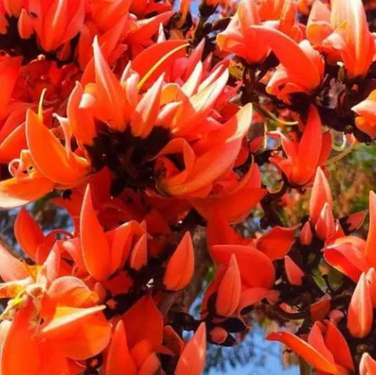 Seeds Ville Red Palash Live Plant Butea Monosperma