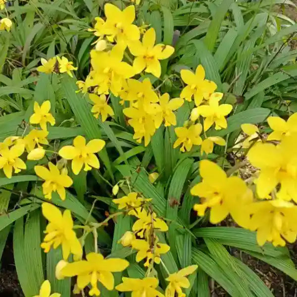 Seeds Ville Spathoglottis Plicata Yellow Ground Orchid Live Plant