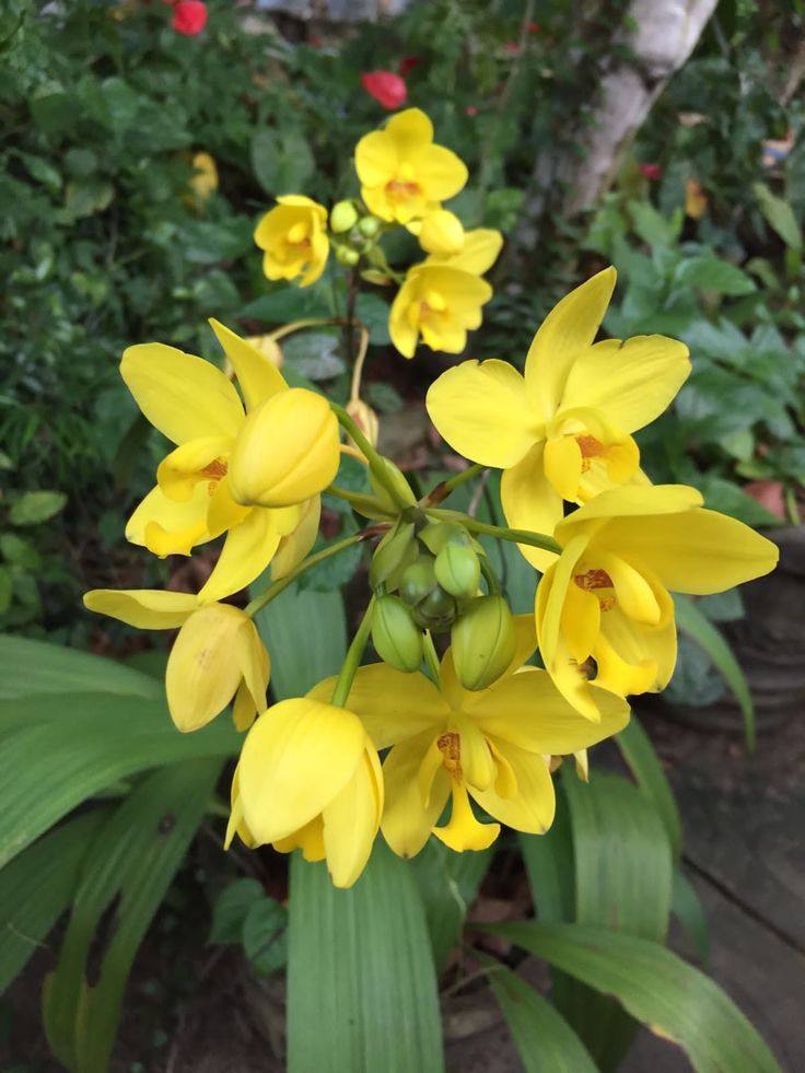 Seeds Ville Spathoglottis Plicata Yellow Ground Orchid Live Plant