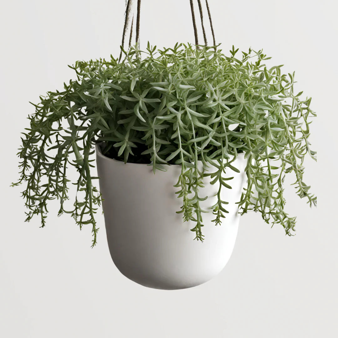 (LP)String of Bananas Live Rare Succulent Plant, Trailing Houseplant