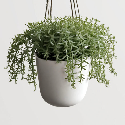 (LP)String of Bananas Live Rare Succulent Plant, Trailing Houseplant