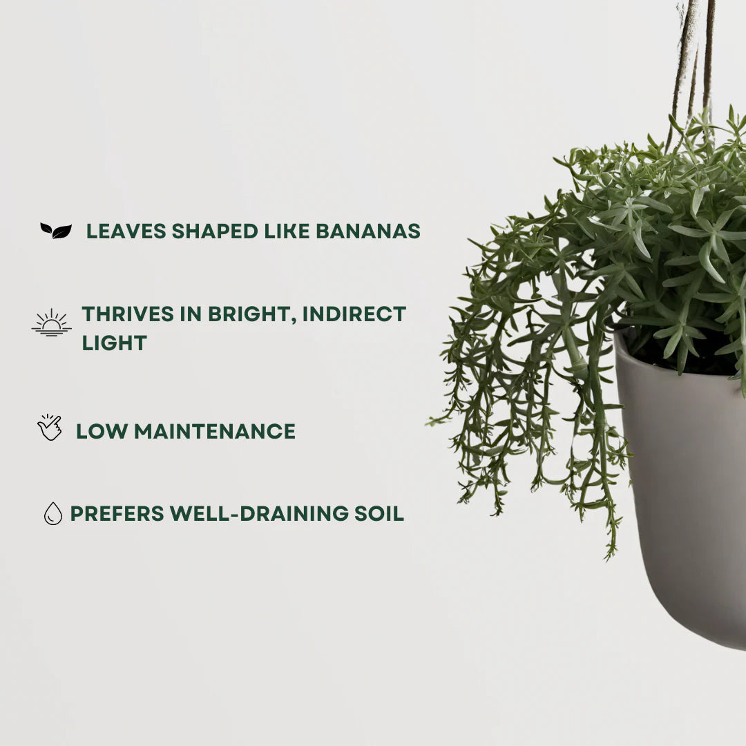 (LP)String of Bananas Live Rare Succulent Plant, Trailing Houseplant