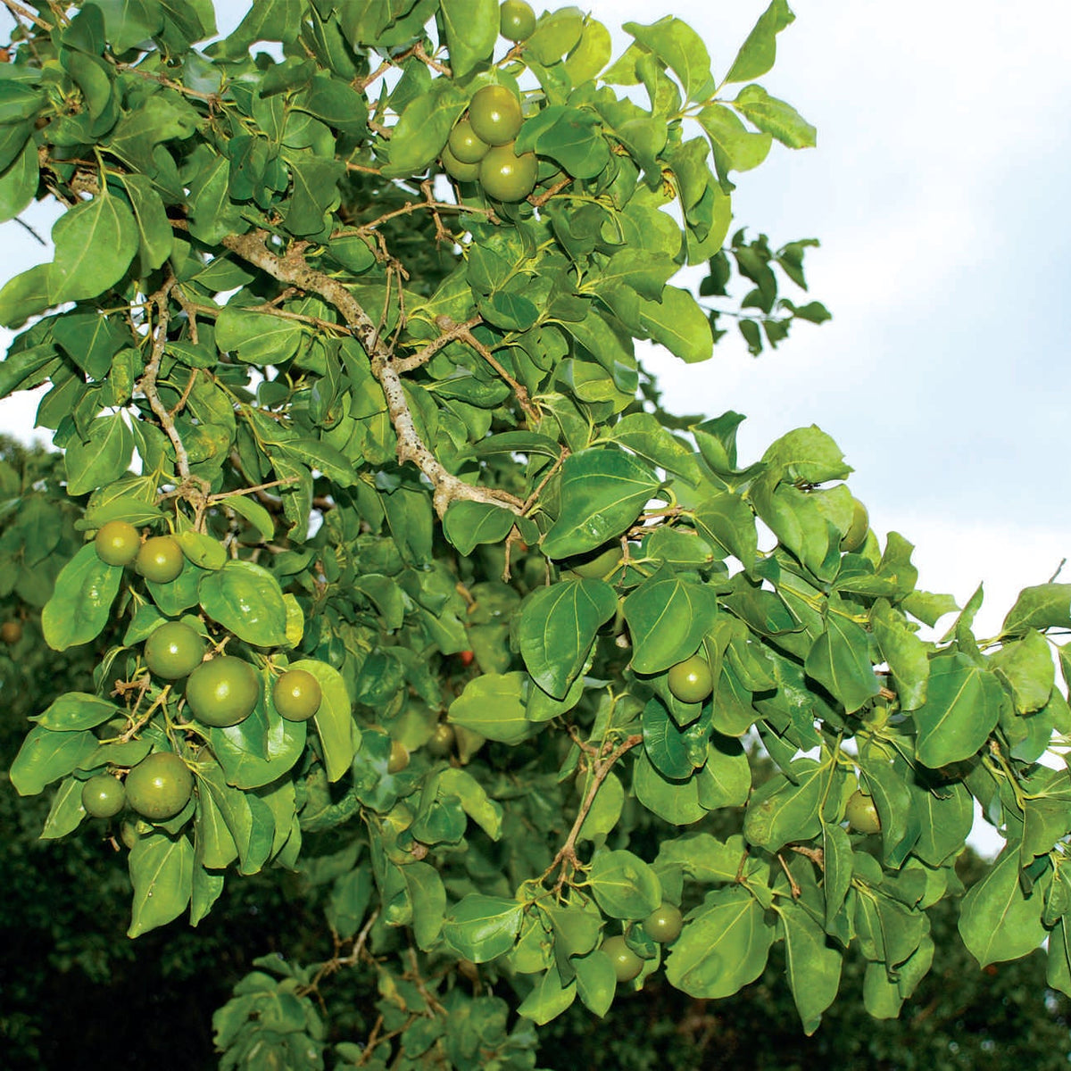 Ashwini Nakshatra Kaanjiram Strychnos Nux Vomica Sacred Tree Live Plant