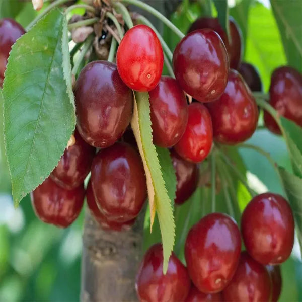 Apple Sylvia Cherry Grafted Fruit Plant Variety 45-90cm