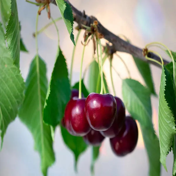 Apple Sylvia Cherry Grafted Fruit Plant Variety 45-90cm