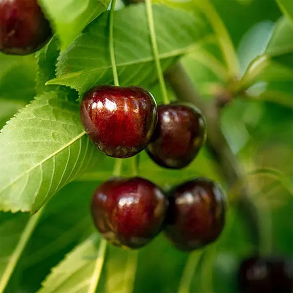 Apple Sylvia Cherry Grafted Fruit Plant Variety 45-90cm