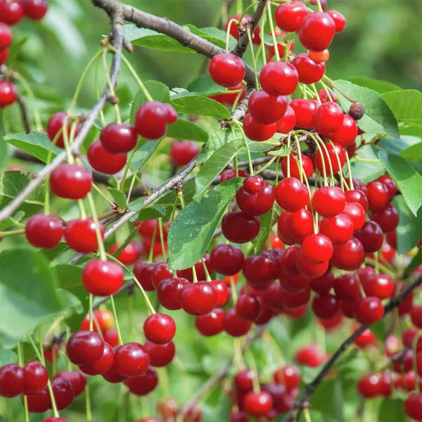 Apple Sylvia Cherry Grafted Fruit Plant Variety 45-90cm