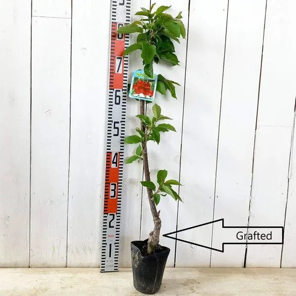 Apple Sylvia Cherry Grafted Fruit Plant Variety 45-90cm