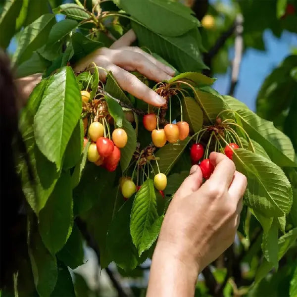 Apple Sylvia Cherry Grafted Fruit Plant Variety 45-90cm
