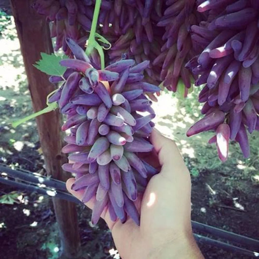 https://d1311wbk6unapo.cloudfront.net/NushopCatalogue/tr:f-webp,w-1200,fo-auto/Thai_Red_Finger_Grapes_Hybrid_Fruit_Plant__M9RSMSA9VM_2024-04-04_1.jpeg