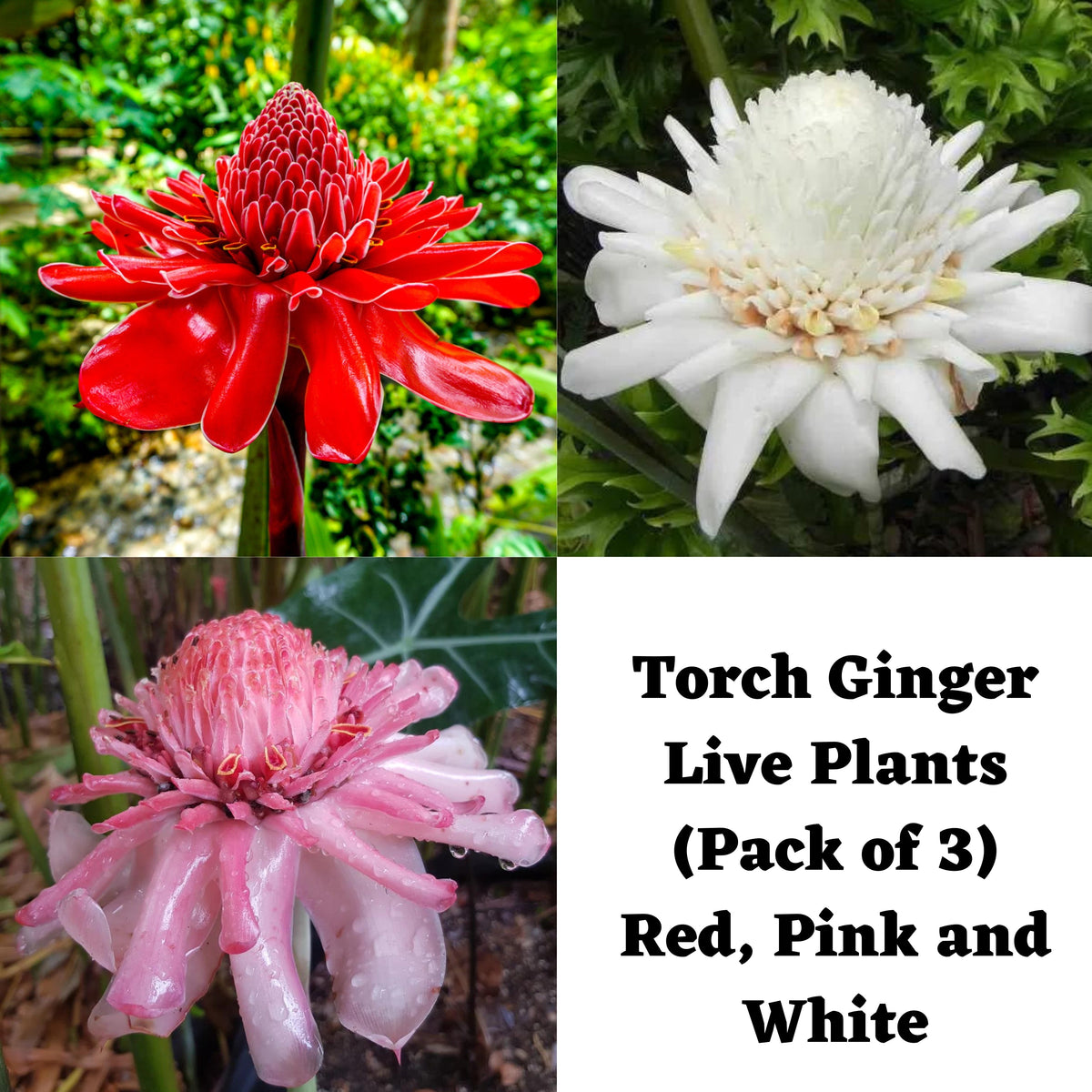 Seeds Ville Torch Ginger Live Plants Grow All India