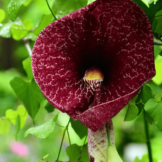 Tropica - Dutchman's Pipe Vine (Aristolochia labiata) - 20+ Seeds - Tropical Magic