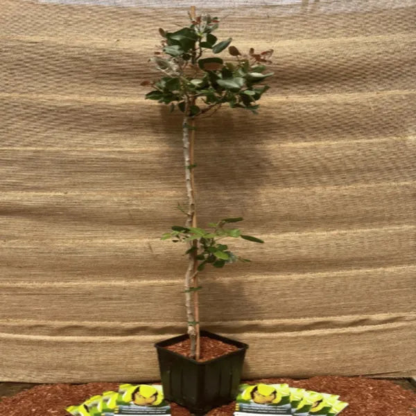 Seeds Ville Pistachio Grafted Hybrid Fruit Plant Green Free Size
