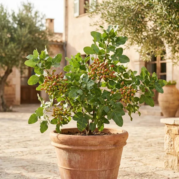 Seeds Ville Pistachio Grafted Hybrid Fruit Plant Green Free Size