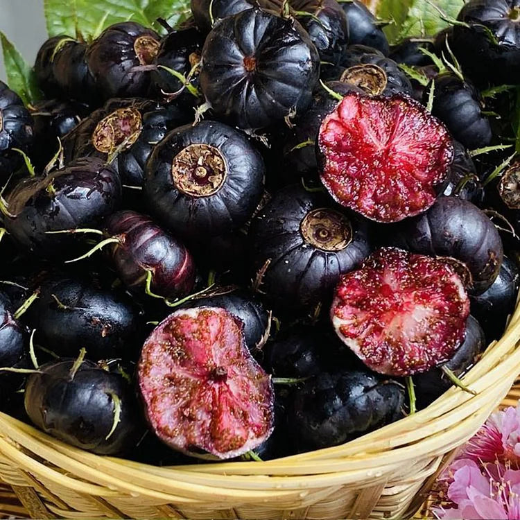 Premium Red Berry Ginseng Seeds: Easy-Grow Spider Fruit, Nutrient-Rich Garden Delight