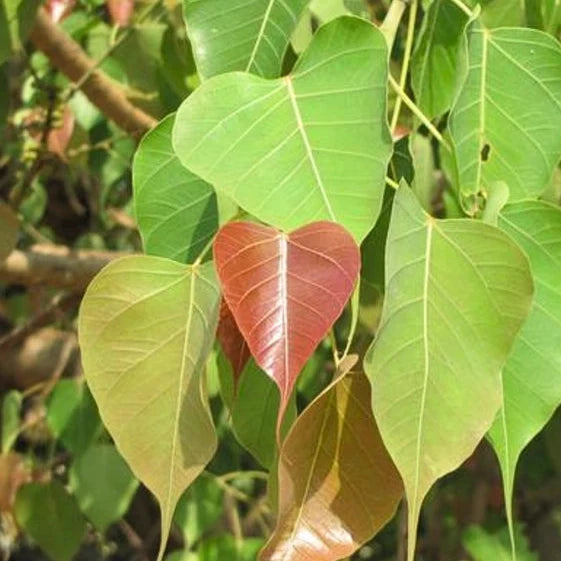 Pushyami Nakshatra Peepal Ficus Religiosa Sacred Live Plant