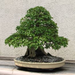 https://www.rarexoticseeds.com/media/catalog/product/cache/d7a3ce6f2225836e95a29d0a4b0a138b/a/c/acer-buergerianum-bonsai.jpg