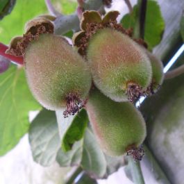 https://www.rarexoticseeds.com/media/catalog/product/cache/d7a3ce6f2225836e95a29d0a4b0a138b/a/c/actinidia-deliciosa-kiwi.jpg