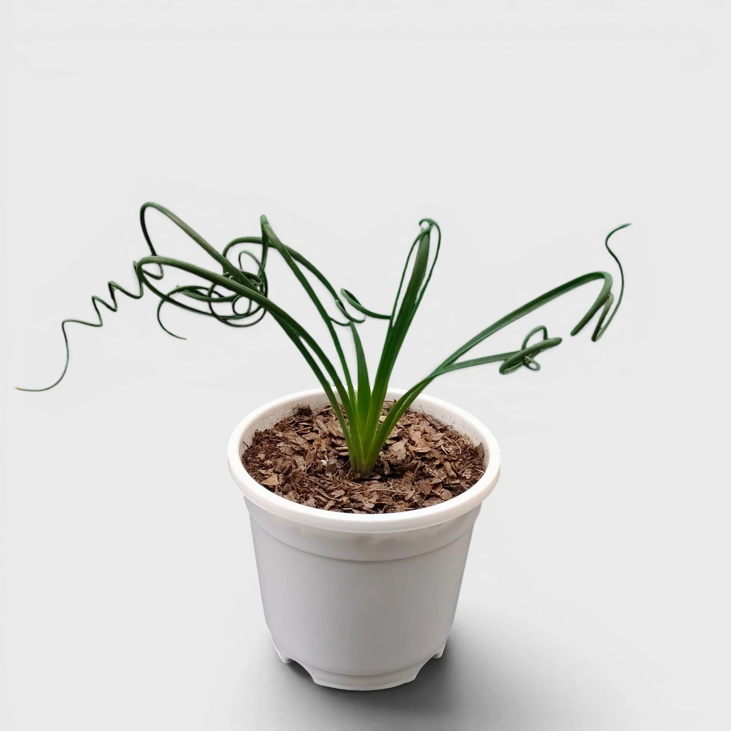 Seeds Ville Albuca Spiralis Frizzle Sizzle Corkscrew Succulent Plant