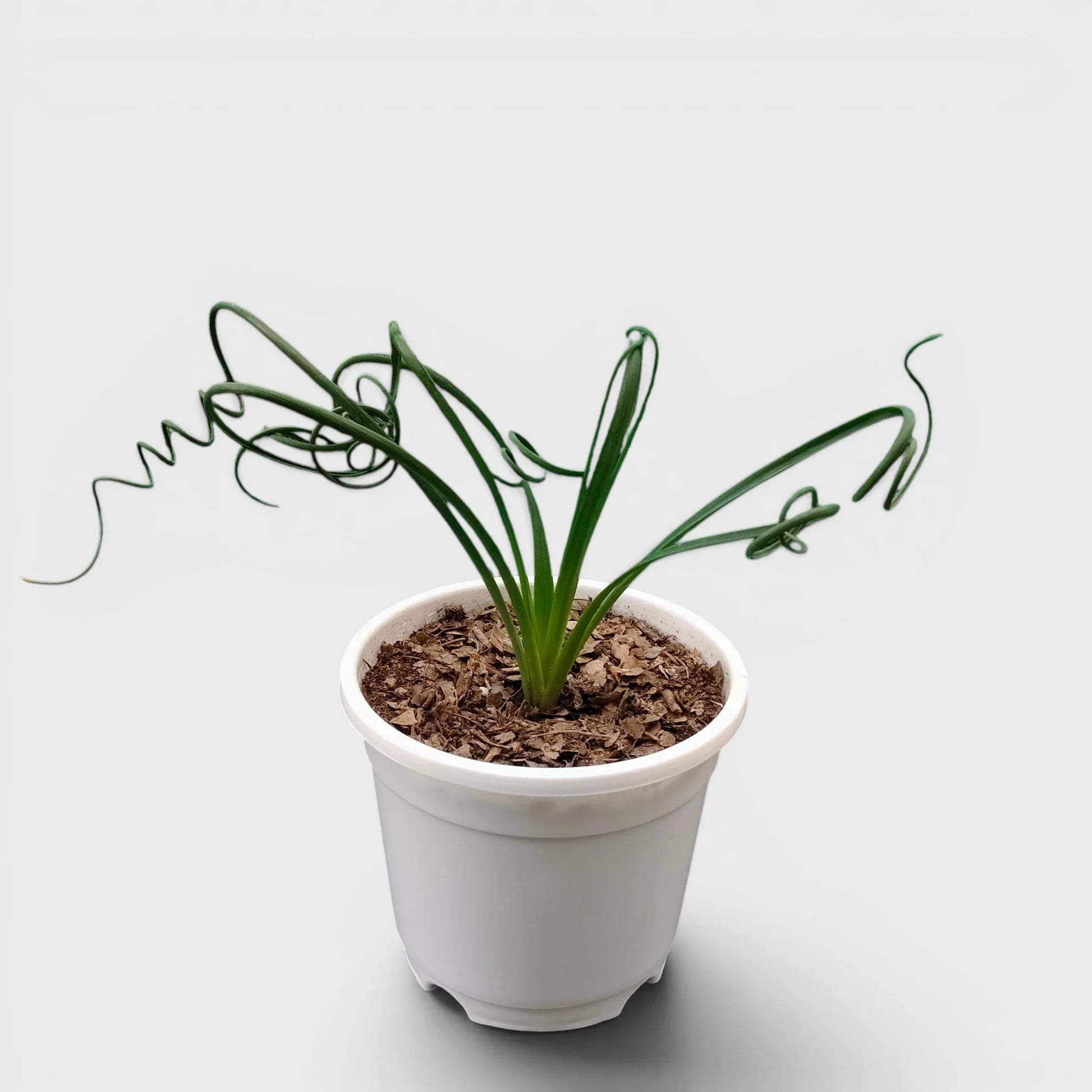 Seeds Ville Albuca Spiralis Frizzle Sizzle Corkscrew Succulent Plant