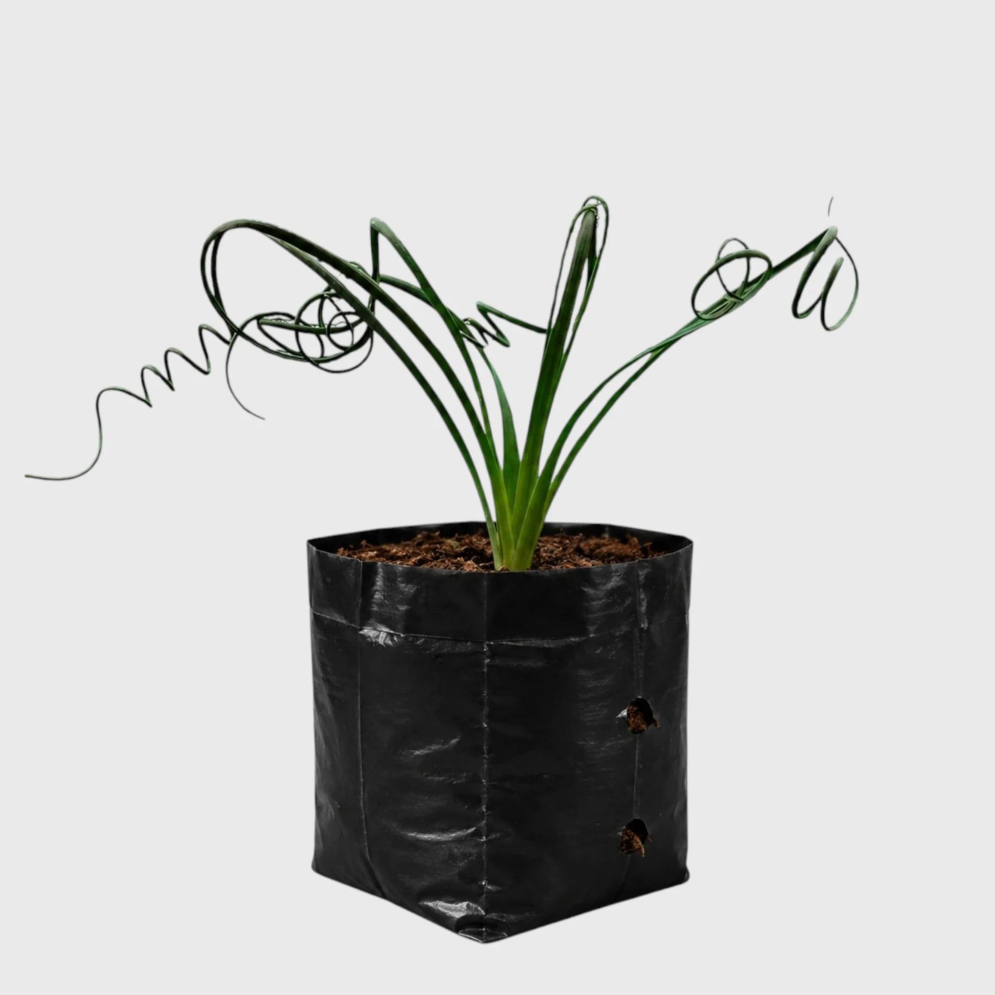 Seeds Ville Albuca Spiralis Frizzle Sizzle Corkscrew Succulent Plant