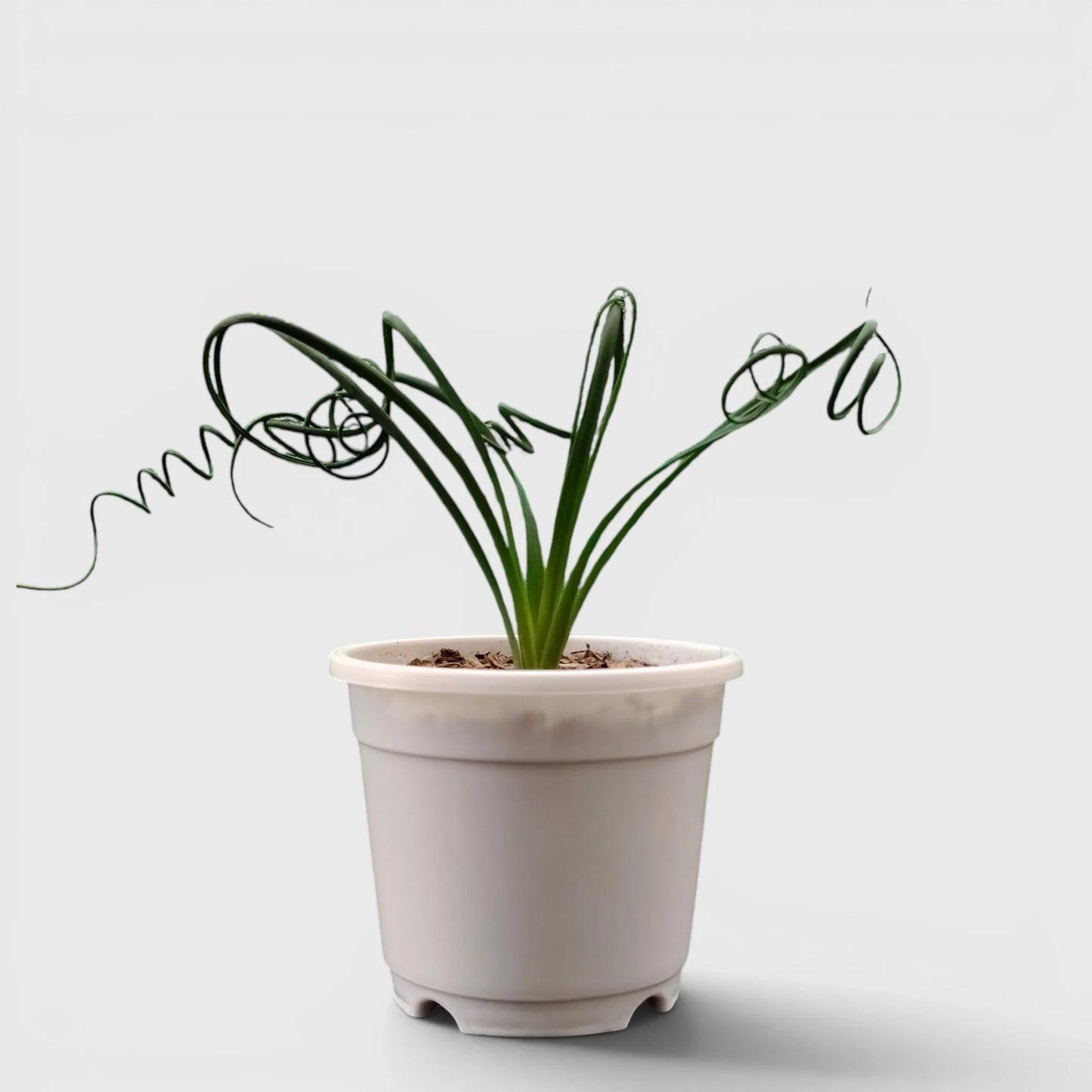 Seeds Ville Albuca Spiralis Frizzle Sizzle Corkscrew Succulent Plant