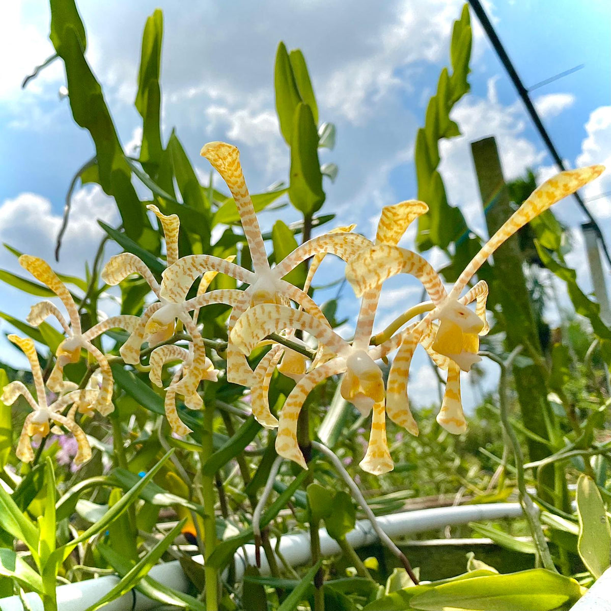 Seeds Ville Arachnis Maggie Oei Yellow Ribbon Live Orchid Plant