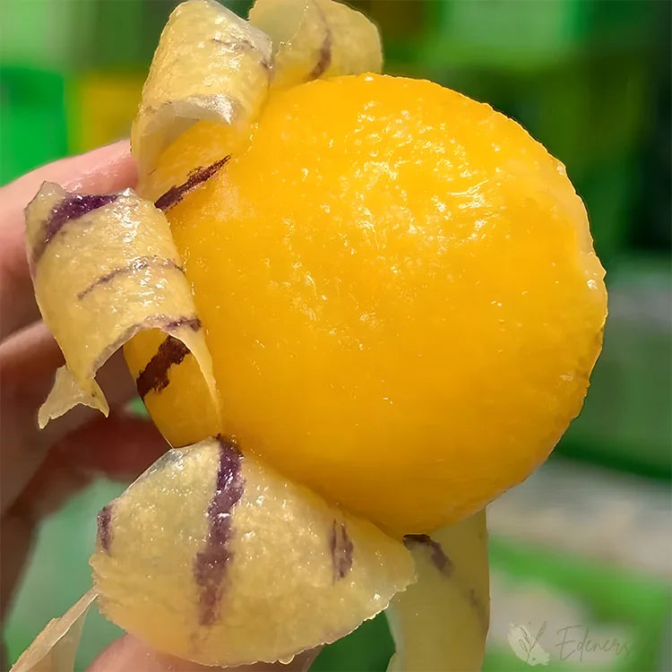 Premium Ginseng Fruit Seeds for Home Gardening - Grow Exotic Healthy Fruits