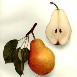 https://www.rarexoticseeds.com/media/catalog/product/cache/d7a3ce6f2225836e95a29d0a4b0a138b/b/a/bartlett-pear.jpg
