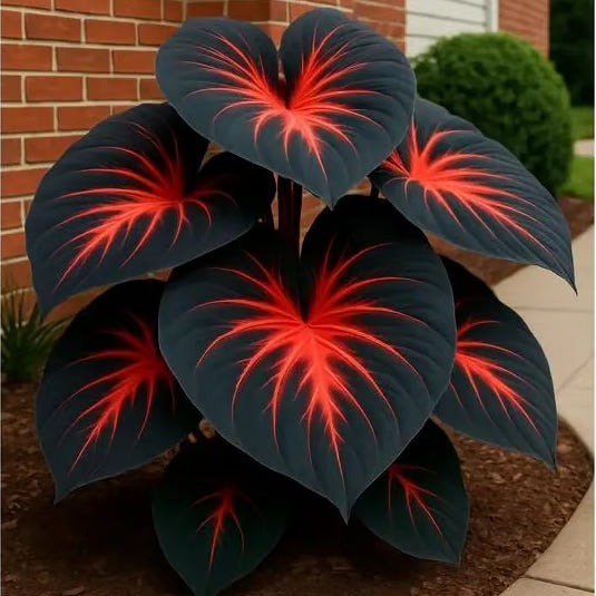 Black Hosta Seeds: Grow Lush Dark Foliage, Free Organic Pot Mix