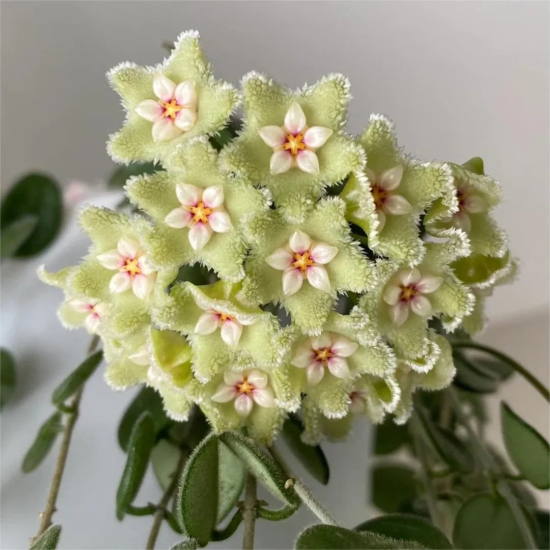https://cdn.shopify.com/s/files/1/0717/0480/5420/files/be238aaaff05c3dc8a0fe83479a1b796_1296x_b3b94507-5eee-4d11-a851-e75afcede4ef.webp?v=1771234937