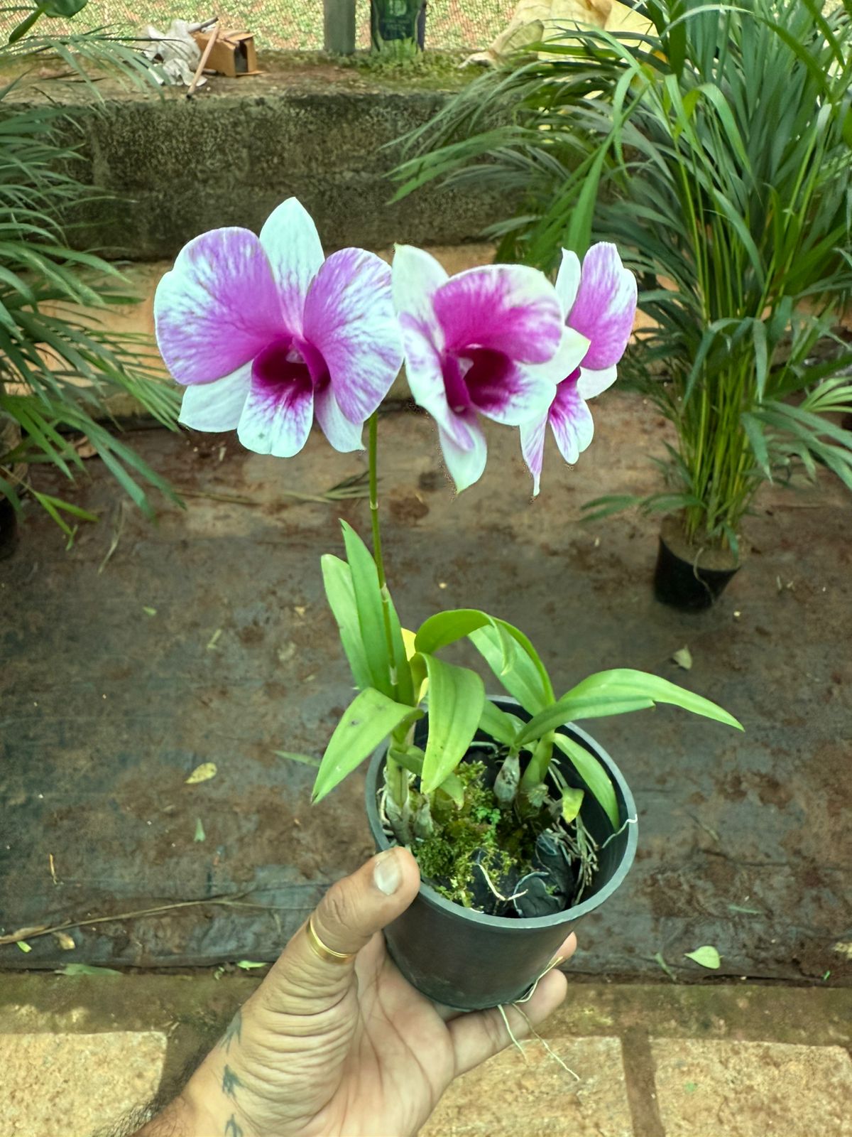 Seeds Ville Dendrobium Yaya Compactum Live Orchid Plant