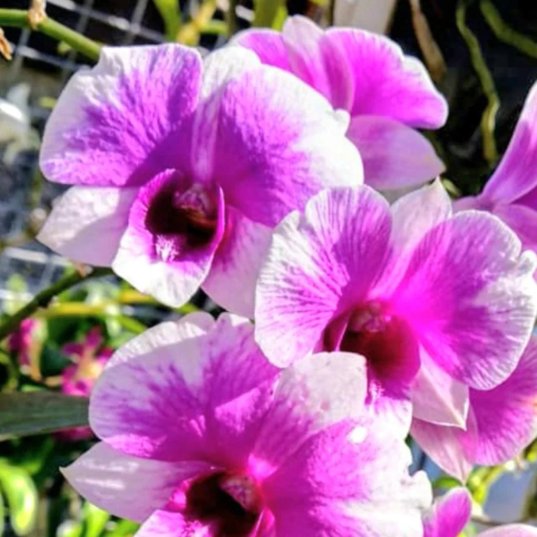 Seeds Ville Dendrobium Yaya Compactum Live Orchid Plant