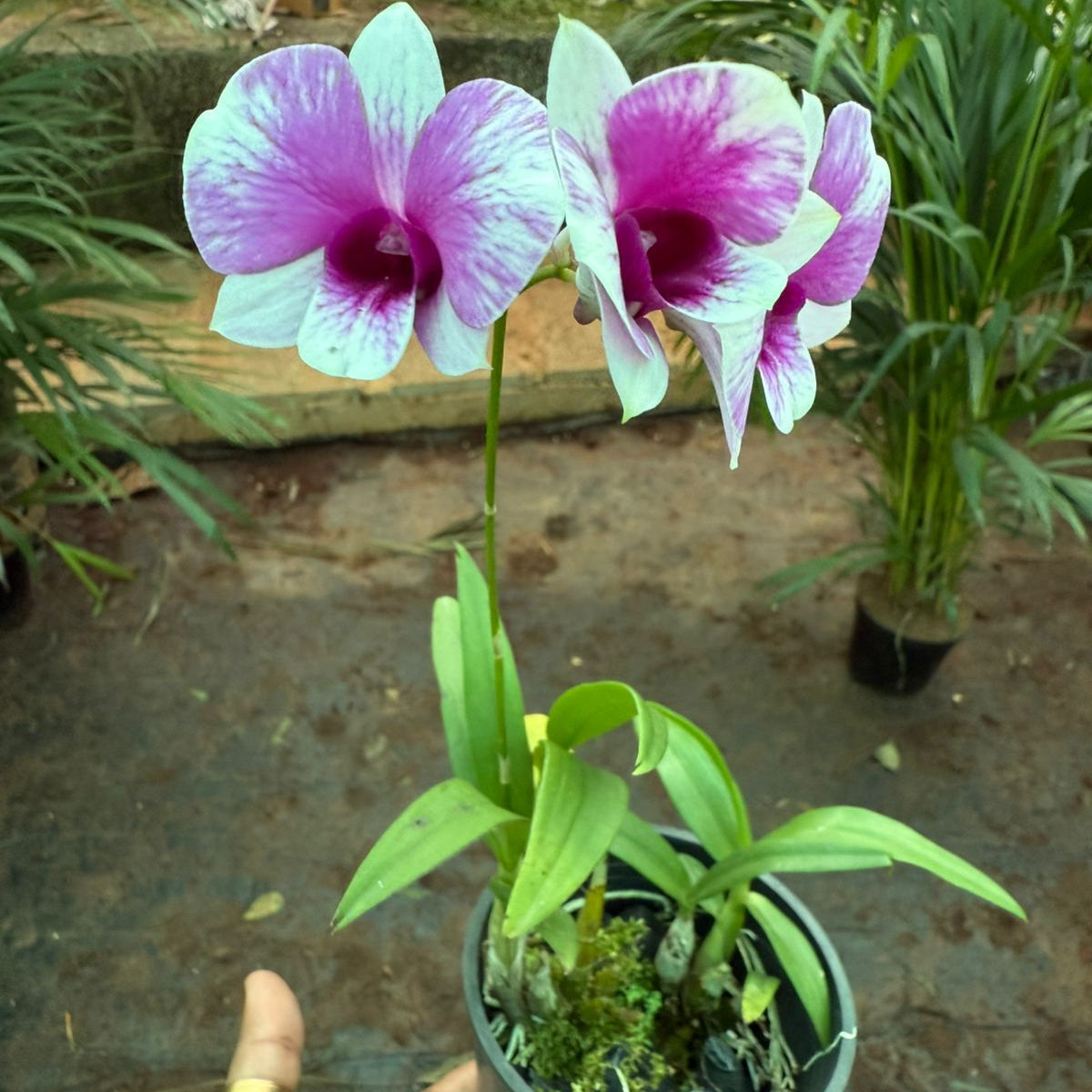 Seeds Ville Dendrobium Yaya Compactum Live Orchid Plant